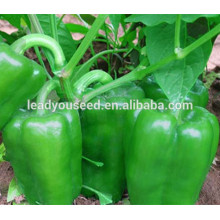 MSP231 SL no.3 glossy light green sweet pepper seeds in hybrid seeds